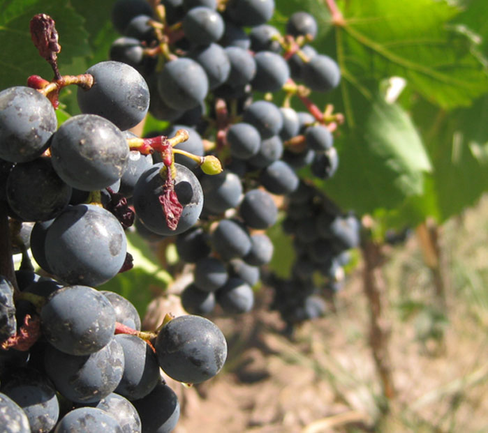 Wine Grapes still on a vine